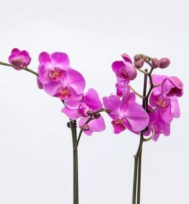 Orchids Sticks