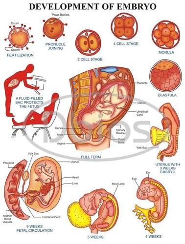 Embryo Development Physiology Charts