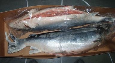 Salmon Frozen & Fresh Whole And Fillets