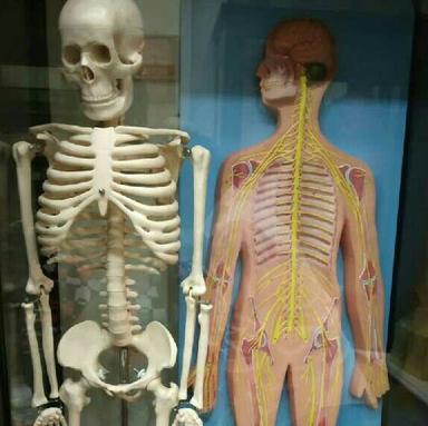 Anatomical Models For Medical Science