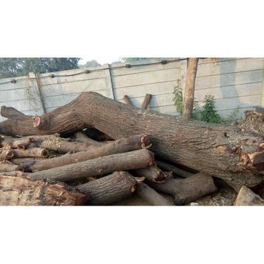 Highly Demanded Babool Hardwood Logs