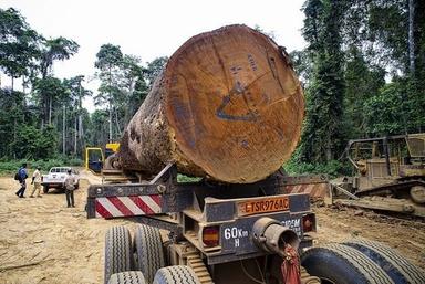 Timber Wood (Akume, Bubinga, Kevazingo)