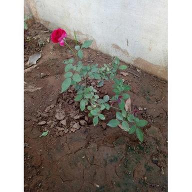 Green Natural Kashmiri Rose Plants
