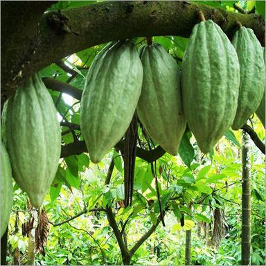 Cocoa Plant