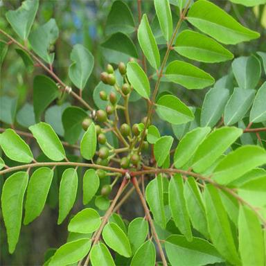 Organic Green Curry Leaves Grade: A