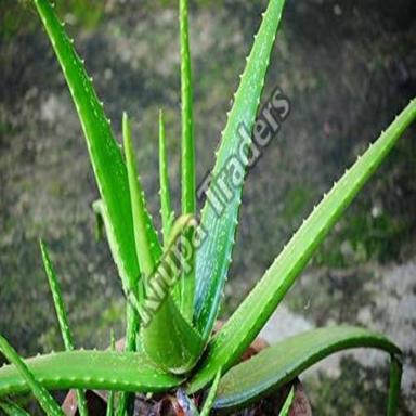 Organic And Natural Green Aloe Vera Plant Grade: Medicinal Grade