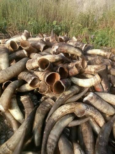 Raw Cow Horns for Sale