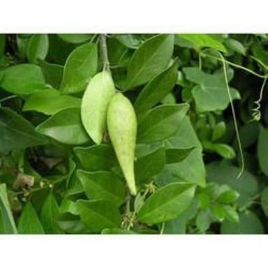Green Gymnema Sylvestre Leaves Store In Cool