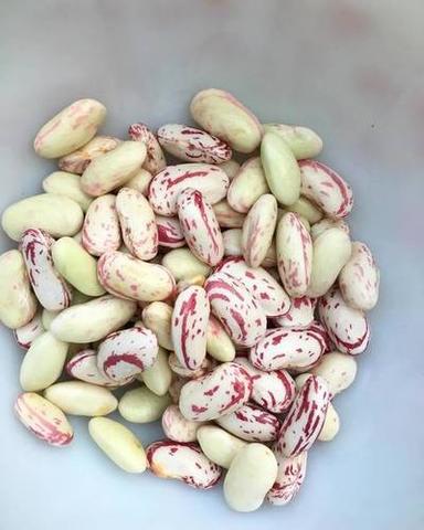 Light Speckled Kidney Bean Crop Year: 2019