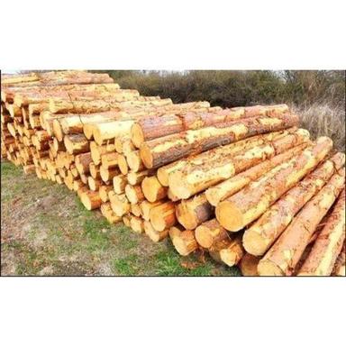 Imported Pine Wood Log