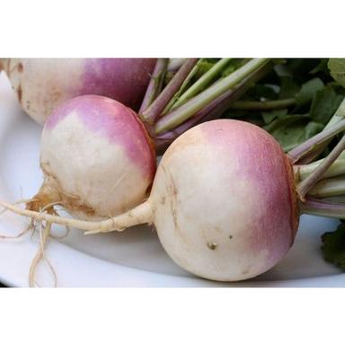 Fresh Forage Turnip