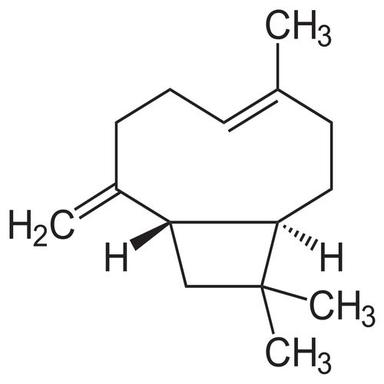 Beta Caryophyllene 95% (Cl-603) Cas No: 87-44-5