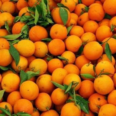 Orange Hygienic And Healthy Fresh Kinnow