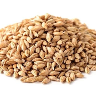 Good for Health Barley Seeds