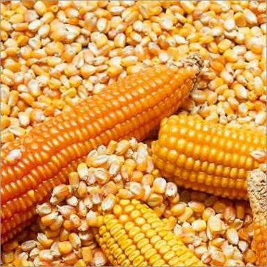 Common Fresh Rich In Fiber Yellow Maize For Food And Feed