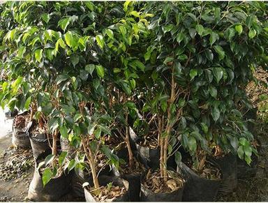 Lily No Water Needed Pesticide Free Green Black Ficus Plant (Length 12 Meter)