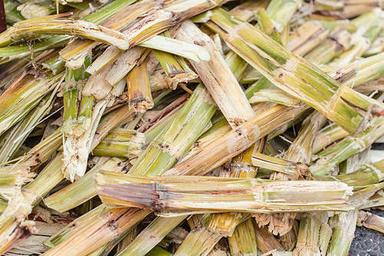 Iron Sugarcane Bagasse