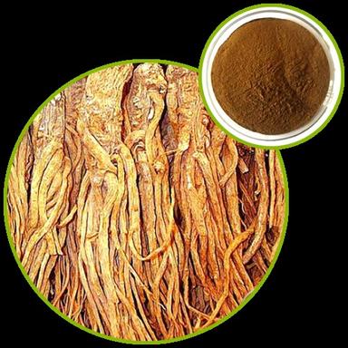 Brown Traditional Medicine Angelica Sinensis Extract Dong Quai Extract, Improve Blood Circulation