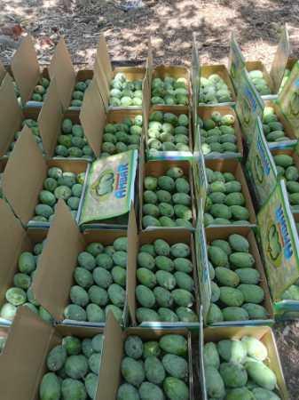 Green Wholesale Price Export Quality Farm Fresh Kesar Mango For Juice And Fruit