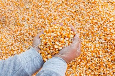 Grain Nutritious And Healthy Chemical Free Rich In Vitamins Yellow Corn Seeds