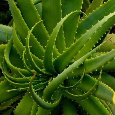 Green Aloe Vera Plant Good For Skin And Hair