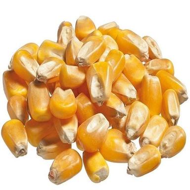 High Quality Non GMO Thailand Yellow Maize Corn