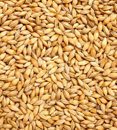 Dried Natural And Healthy Organic Barley