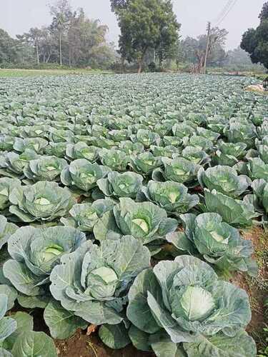 Fresh Natural High In Protein Cabbage
