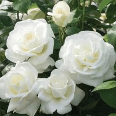 100% Natural White Rose For Decoration Use