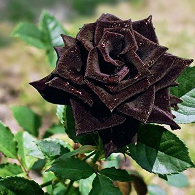 Natural Black Rose Plant