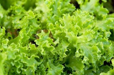 Fresh Organic Good Nutrition Healthy Lettuce