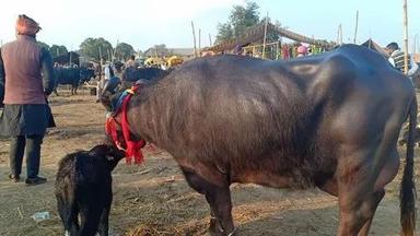 Murrah Buffalo