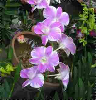 Fresh Dendrobium Orchid Hybrid Flower