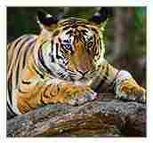 Wildlife Travel Packages India