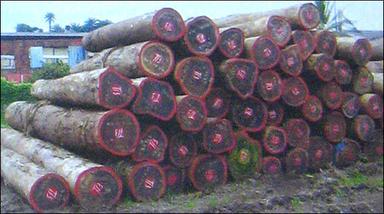 Hardwood Timber Logs