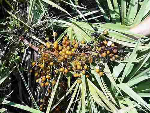 Saw Palmetto