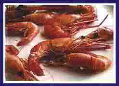 Shrimp Processing Consultancy Services