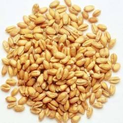 Research Hybrid Wheat Seeds