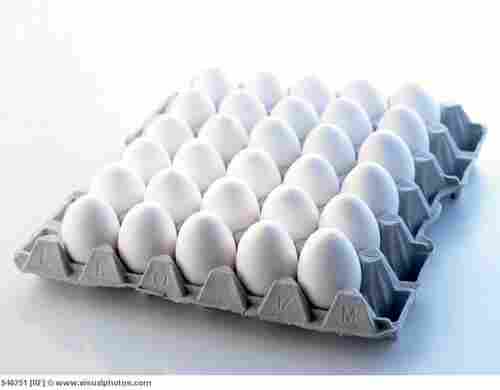 CONFIDENT Eggs