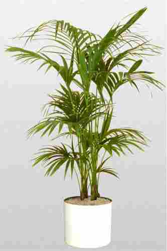 Indoor Plants For Office On Rent