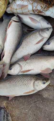 Fresh High Nutritional Value And Rich Taste Rohu Fish Used In Home And Hotel