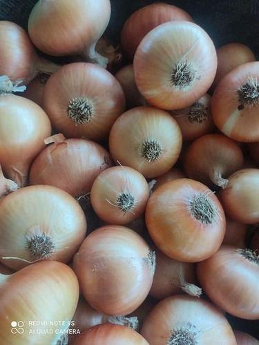 Organic Yellow Fresh Onion With Packaging Size 10kg, 15kg, 20kg, 25kg