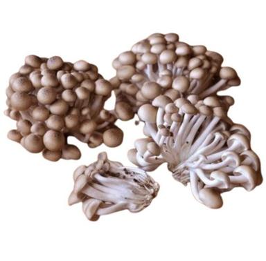 A Grade Edible Oyster Mushroom