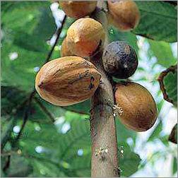 Cocoa Seed Extract