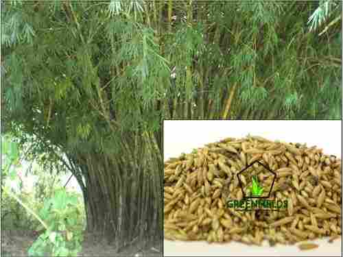 Katanga Bamboo Tree Seeds (Bambusa Arundinacea)