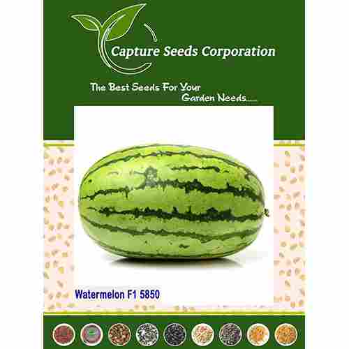 F1-5850 Watermelon Seed