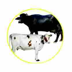 RAY Cattle Feed Supplements