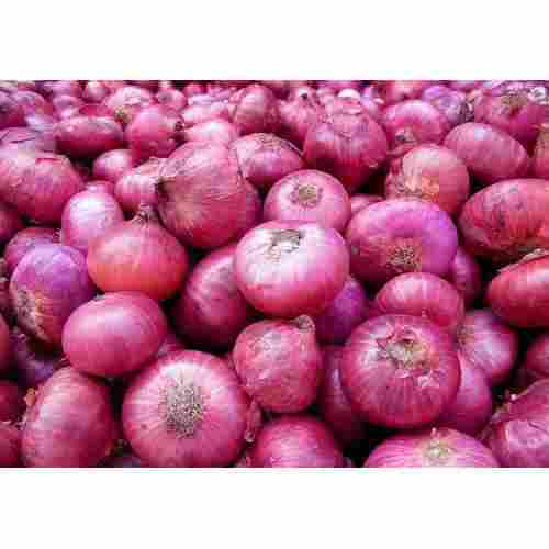 Medium Size Fresh Onions