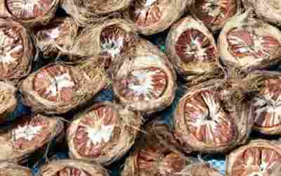Dried Areca Betel Nuts