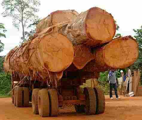 High Strength Timber Logs